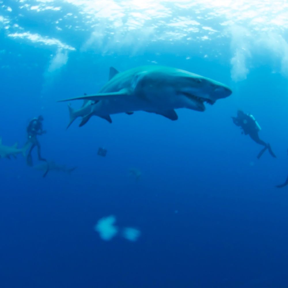 calypso dive charters - Scuba Diving Near Me - Riviera Beach, Florida
