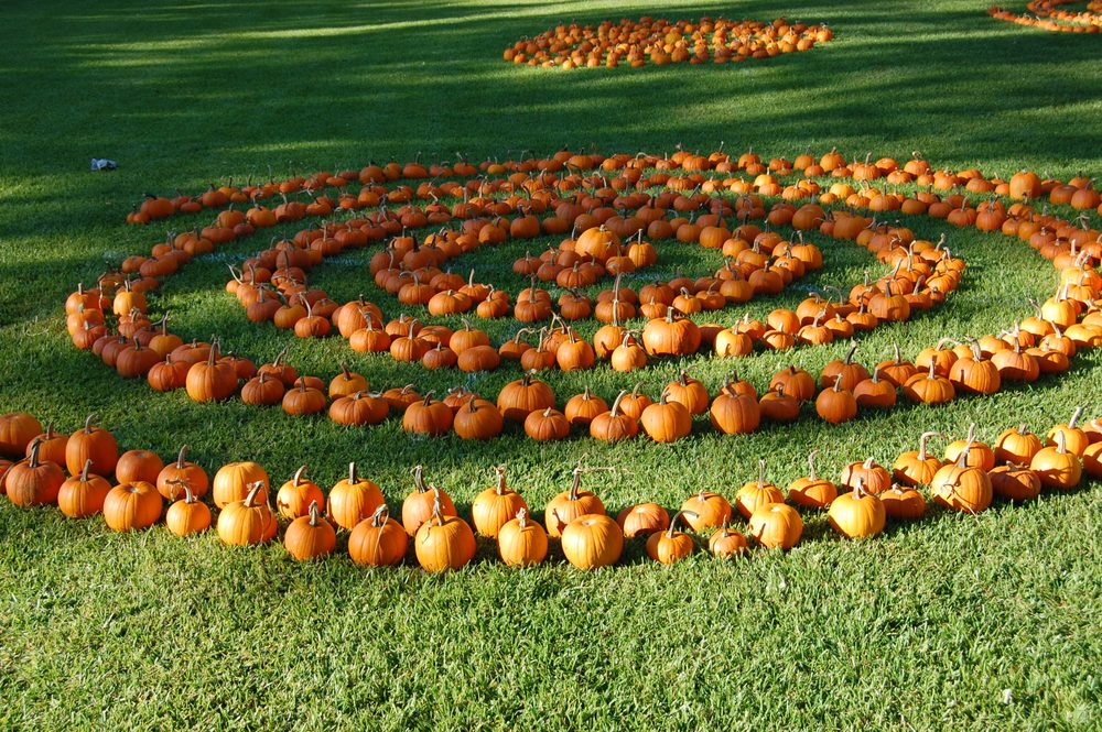 The Pumpkin Patch - social services organization in Arlington, TX