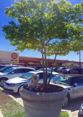 Edgewood Retail District by null