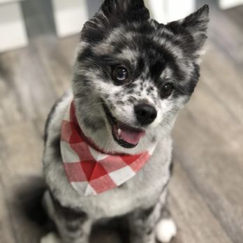 Country Canine Grooming - Pet Groomers Near Me Country Canine Grooming - Pet Groomers Near Me