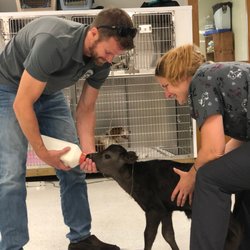 Walpole Veterinary Hospital