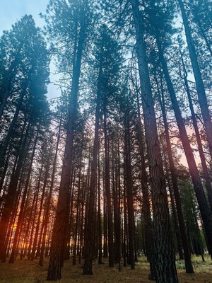 FivePine Lodge and Spa by null