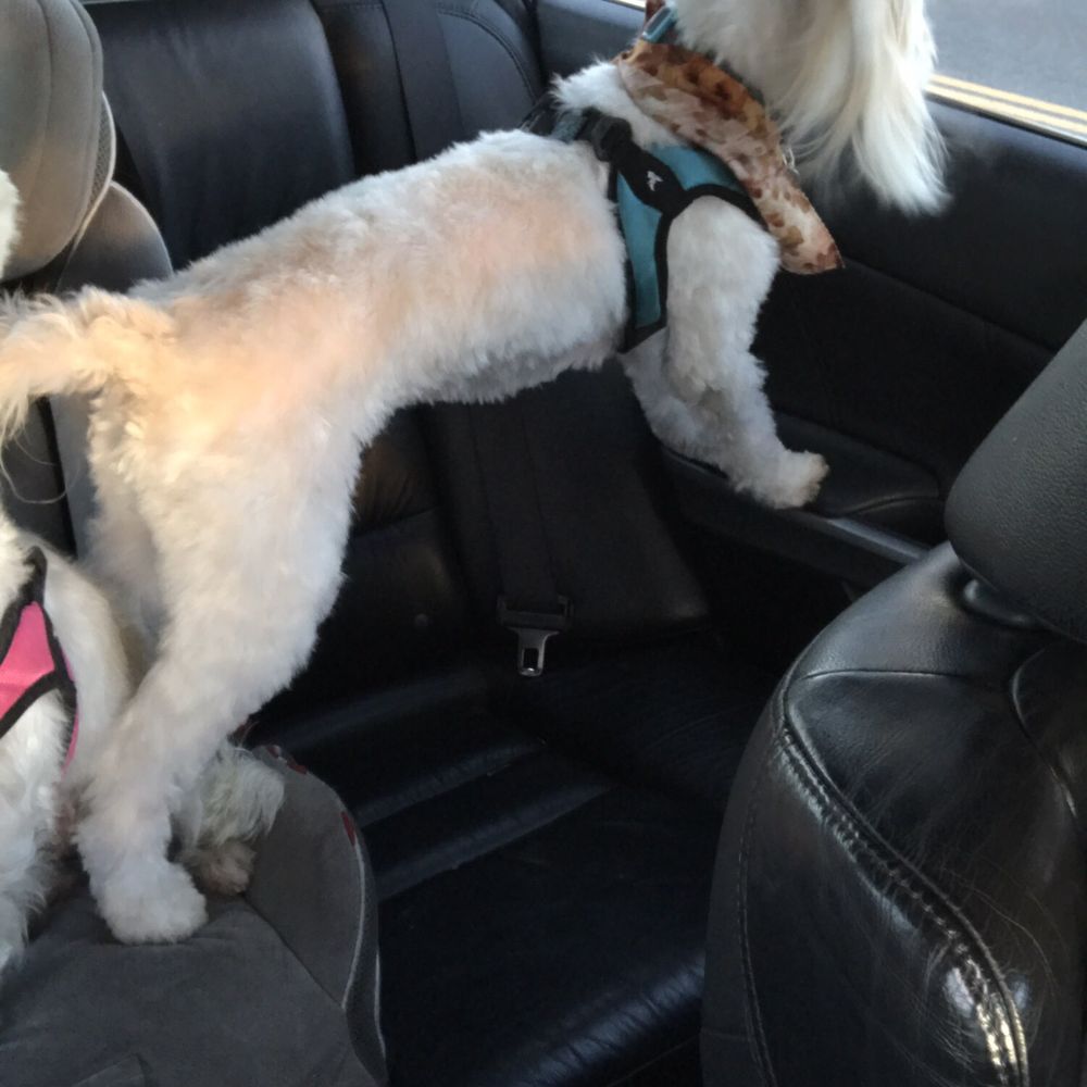 You Dirty Dog - Pharaoh - Pet Groomers Near Me - Long Beach, California You Dirty Dog - Pharaoh - Pet Groomers Near Me - Long Beach, California