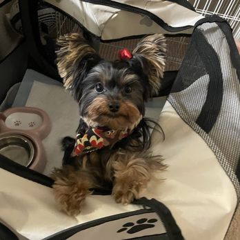 Diva Dogs Grooming - What I asked for versus what I got - Pet Groomers Near Me - Victorville, California Diva Dogs Grooming - What I asked for versus what I got - Pet Groomers Near Me - Victorville, California