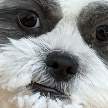 Pauley's Pups - Coco with snow on her face - Pet Stores Near Me - Ashland, Virginia Pauley's Pups - Coco with snow on her face - Pet Stores Near Me - Ashland, Virginia