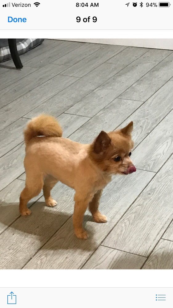 MELL’S GROOMING 29 Photos & 27 Reviews Pet Groomers 341 Smithtown