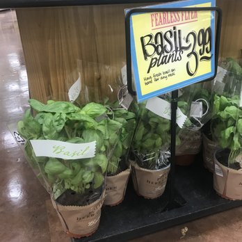 Trader Joe's - Fresh basil plants! Easy to read signs. - Grocery Near Me - Scottsdale, Arizona Trader Joe's - Fresh basil plants! Easy to read signs. - Grocery Near Me - Scottsdale, Arizona