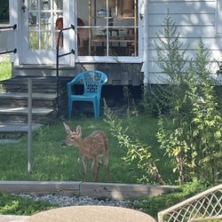 Moonrise Bagels - Friendly fawn begging for bagels