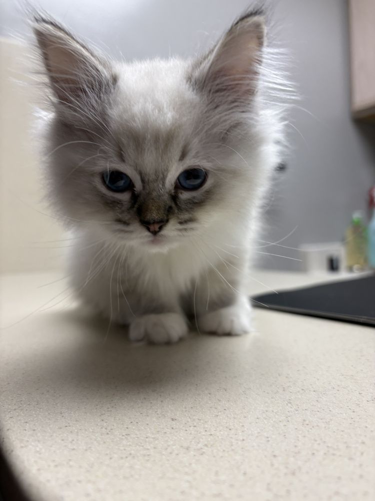 Cats Exclusively Veterinary Hospital - pet boarding facility in Pittsford, NY