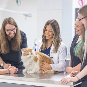 Goodvets - Veterinarians Near Me - Apex, North Carolina Goodvets - Veterinarians Near Me - Apex, North Carolina