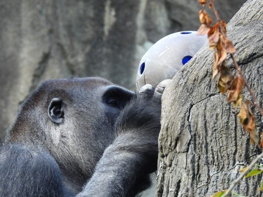 Cincinnati Zoo & Botanical Garden by null