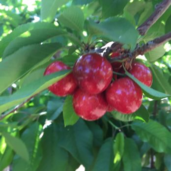 U Pick Orchards - Aren't these the best California cherries? - Pick Your Own Farms Near Me - Morgan Hill, California