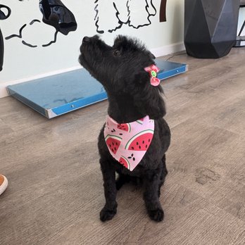 Upland Dog Grooming: Transform Your Pet's Look Today