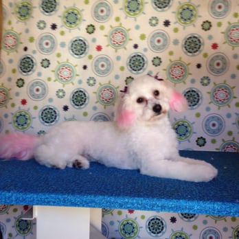 Serenity Pet Spaw - This is Mia Savage All beautified by serenity pet spaw! - Pet Groomers Near Me - San Diego, California