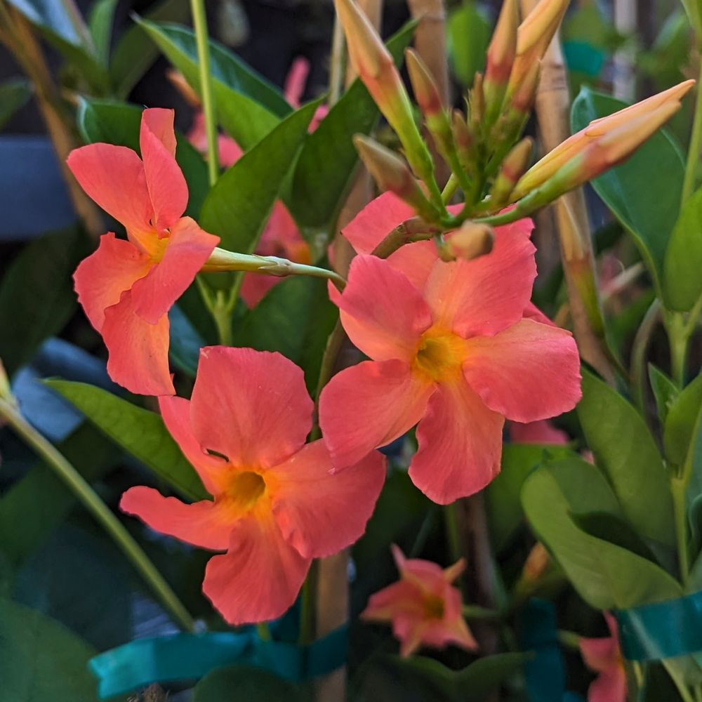 THE FAMILY TREE GARDEN CENTER CLOSED Updated July 2024 40 Photos