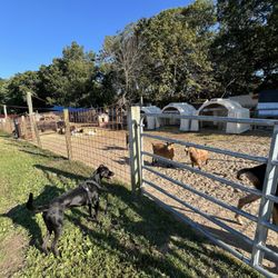 Bakewicz Farms - My dog looking at goats with excitement