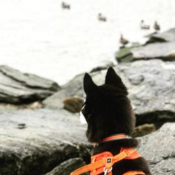 Bark Apple Dog - Bodhi duck watching