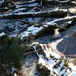 Wohldorfer Wald