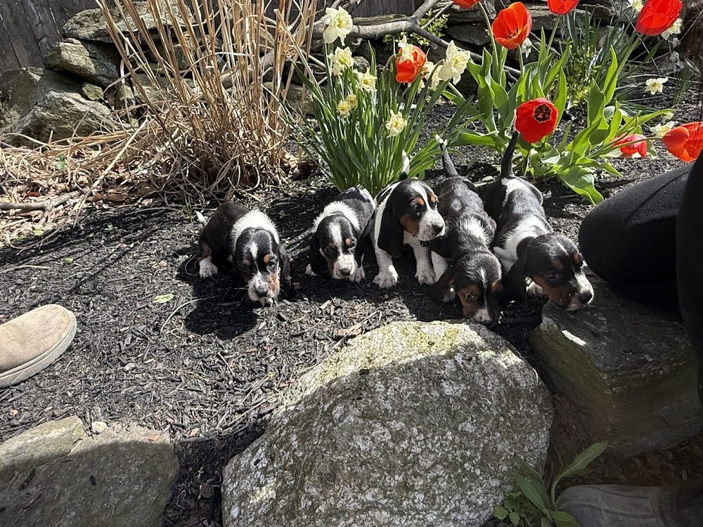 Stowe Farm - equestrian in Millbury, MA