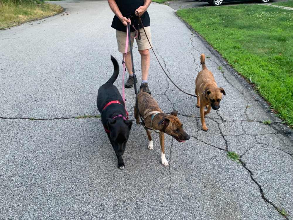 SOUTH SHORE DOGFATHER Updated June 2024 42 Priscilla Cir, Weymouth