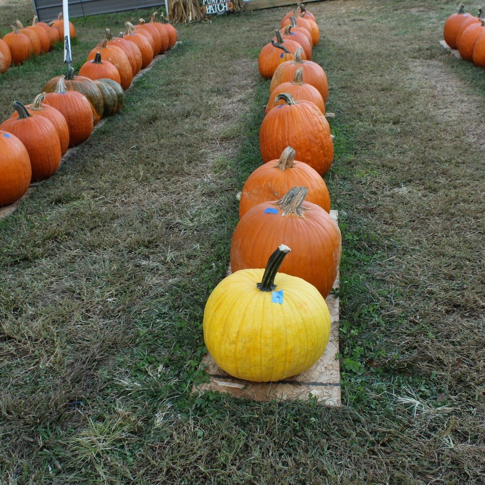 Levi’s Pumpkin Patch - Pumpkin Patches Near Me - Chesterfield, Virginia