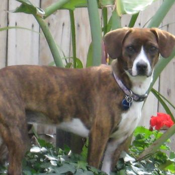 Dr Marchi - Pet Euthanasia at Home - Veterinarians Near Me - Long Beach, California Dr Marchi - Pet Euthanasia at Home - Veterinarians Near Me - Long Beach, California