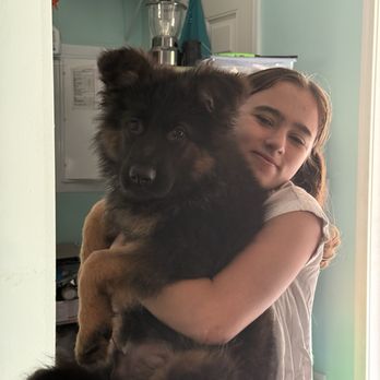 Mayhew German Shepherds - Ranger with Rory - Pet Breeders Near Me Mayhew German Shepherds - Ranger with Rory - Pet Breeders Near Me