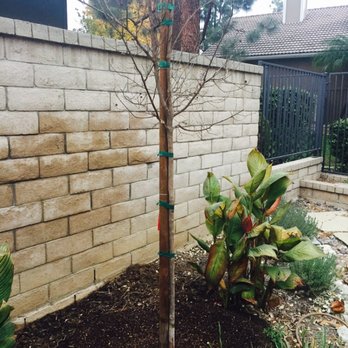 Moon Valley Nurseries - Crepe Myrtle - Tree Services Near Me - Chino, California Moon Valley Nurseries - Crepe Myrtle - Tree Services Near Me - Chino, California