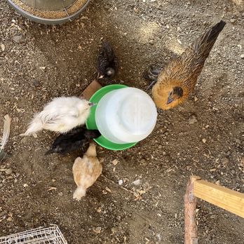 Backyard Chickies - All my sweet chickies. - Pet Stores Near Me Backyard Chickies - All my sweet chickies. - Pet Stores Near Me