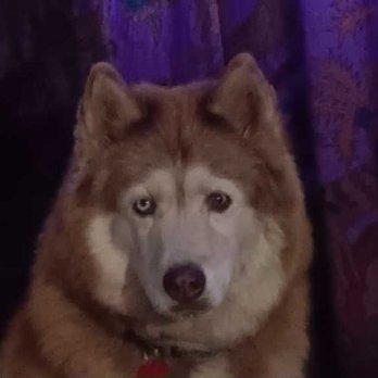 Banfield Pet Hospital - This is Rune, my sweet, sweet companion. - Veterinarians Near Me - Salem, Oregon Banfield Pet Hospital - This is Rune, my sweet, sweet companion. - Veterinarians Near Me - Salem, Oregon