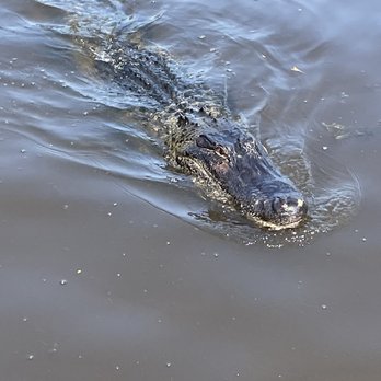 Airboat Adventures - crocodile - Boat Tours Near Me - Lafitte, Louisiana