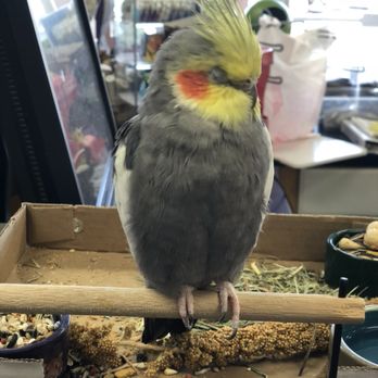 Pet Nation - Pet Stores Near Me - Navarre, Florida