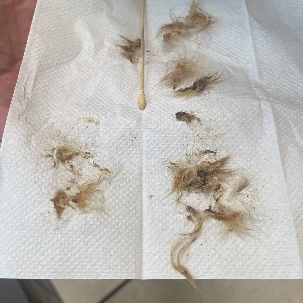 One ear of removal One ear of removal