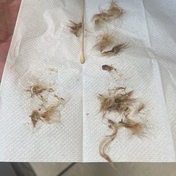 PetSmart Grooming - One ear of removal - Pet Stores Near Me - Vacaville, California