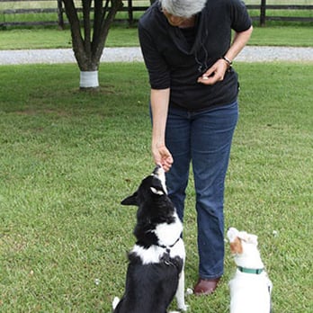 Joyful Dog LLC - Pet Training Near Me Joyful Dog LLC - Pet Training Near Me