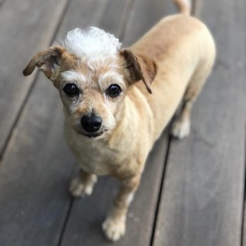 Urban Dogg - Washington Park - Pet Groomers Near Me - Denver, Colorado Urban Dogg - Washington Park - Pet Groomers Near Me - Denver, Colorado