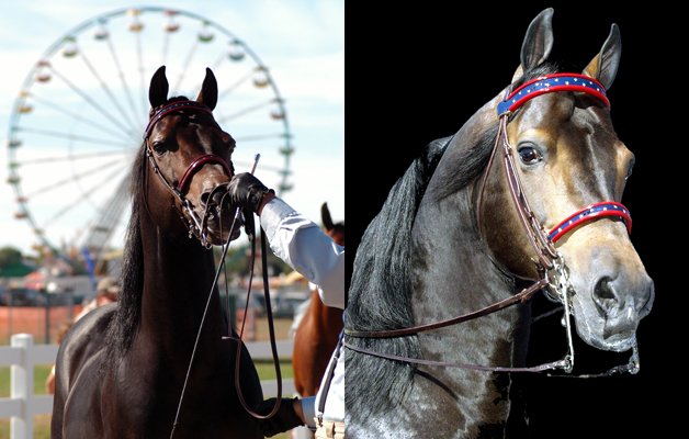 Denlore Morgan Horse Farm - equestrian in Sharon, VT