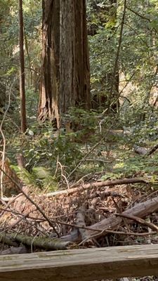 Armstrong Redwoods State Natural Reserve by null