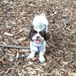 McCarren Park Dog Run - Bosco