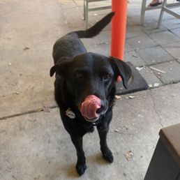 Blue, the Lab Blue, the Lab
