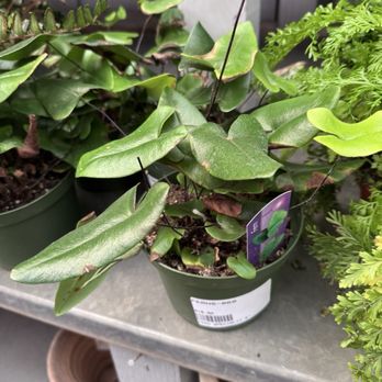 Tiny Boxwoods - New American Near Me - Houston, Texas