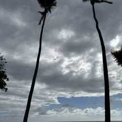 Honl's Beach - Palms framing the Blue Sky eye