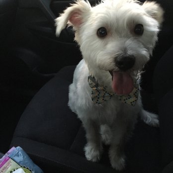 A Dog Refined - Pet Groomers Near Me - Phoenix, Arizona