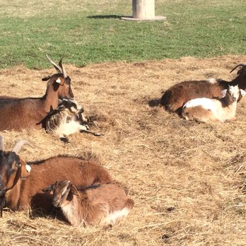Silk Tree Farm - a group of goats laying in a field - Farms Near Me - Exeter, Rhode Island