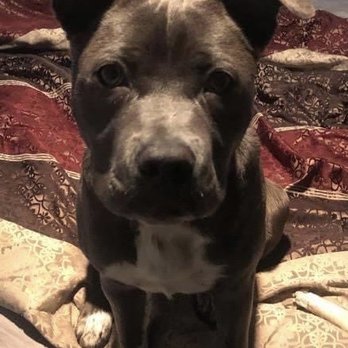 Placer SPCA - Animal Shelters Near Me - Roseville, California