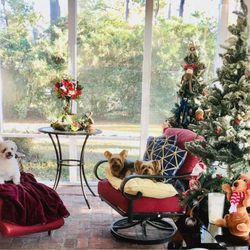 Lake Park Veterinary Clinic - Sophie, Sassy and Riley