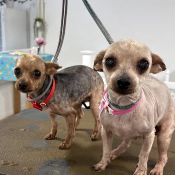 Happy Puppy - Pet Groomers Near Me - Fullerton, California Happy Puppy - Pet Groomers Near Me - Fullerton, California