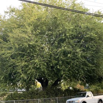 Quality Tree Care - Elm tree before - Tree Services Near Me - Pleasant Hill, California