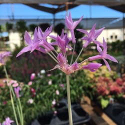 Blue Oak Garden Center