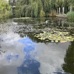 Frosts Of Willington Garden Centre - Carpe pond